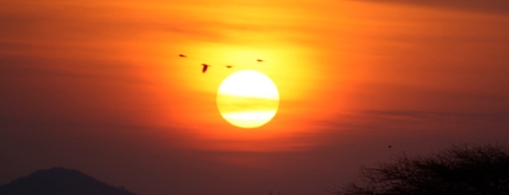 Vogels bij zonsondergang.